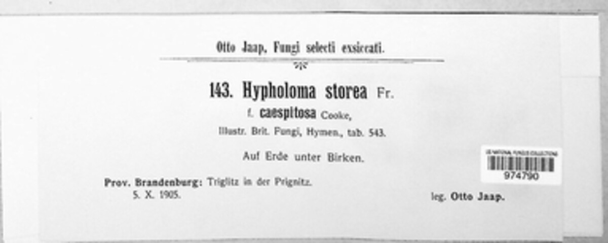 Psathyrella storea image